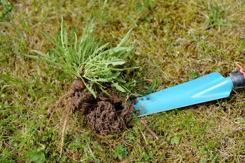 Unkraut im Rasen: abgestochener Löwenzahn auf einer Wiese