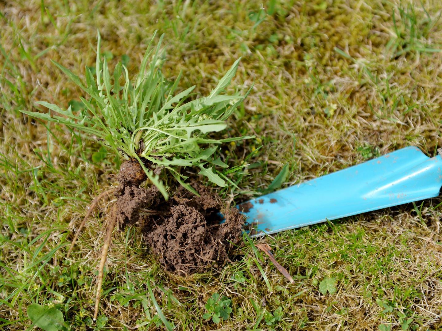 Unkraut im Rasen: was tun? Hilfreiche Tipps gegen Wildwuchs | STERN.de