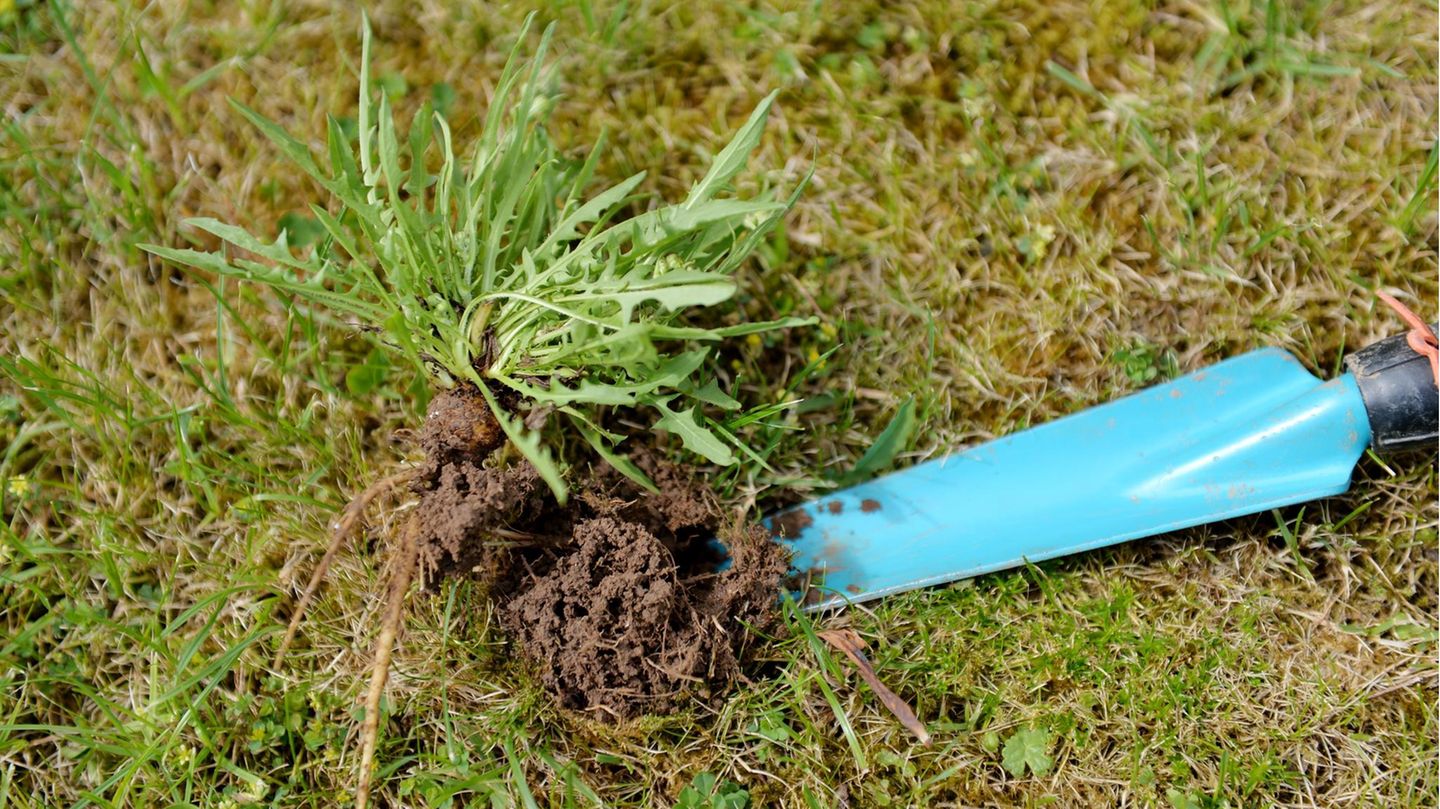 Weeds in the lawn: five strategies against overgrowth