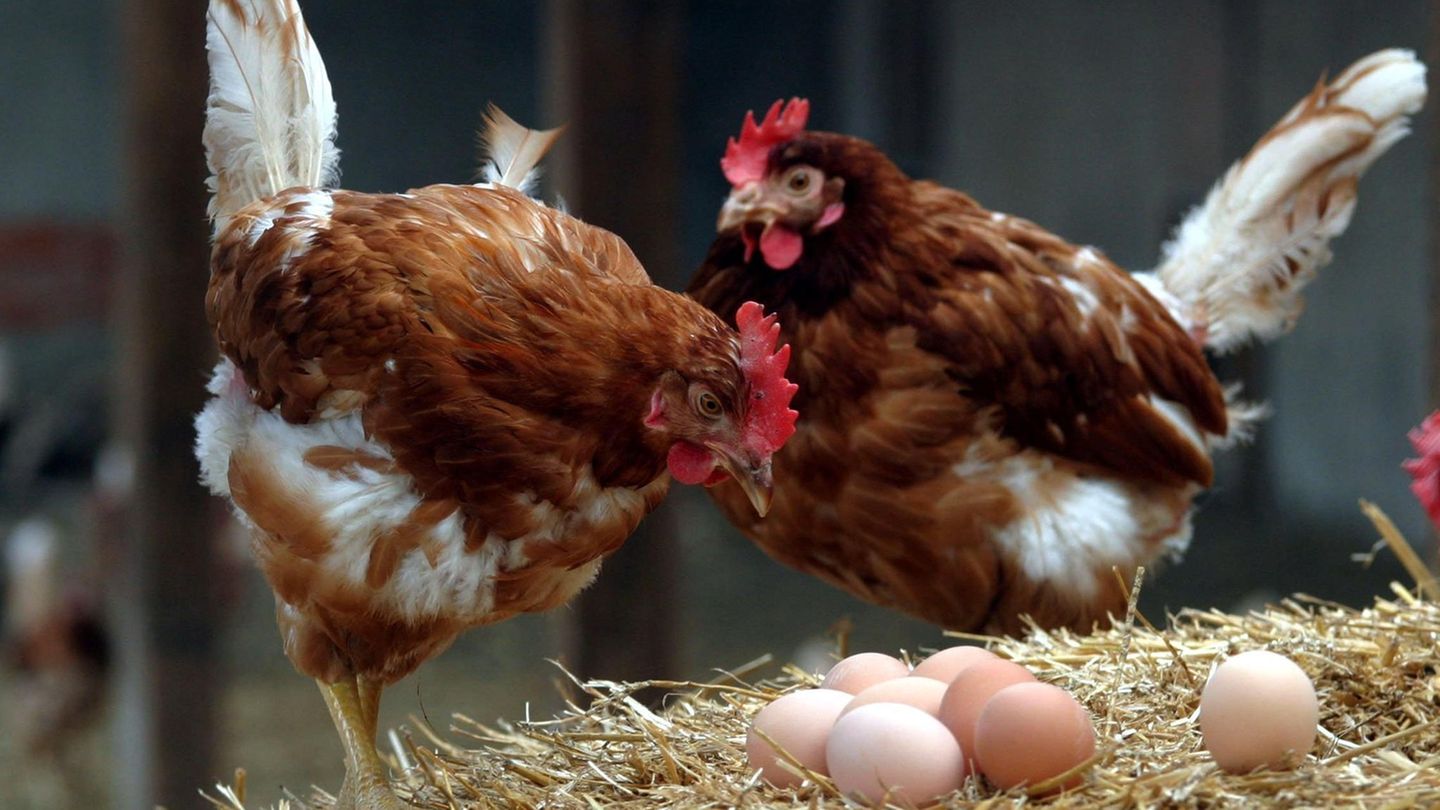 Hühner mit Eiern