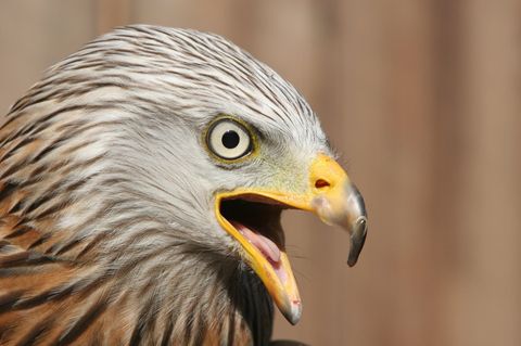 Ein Rotmilan mit offenem Schnabel