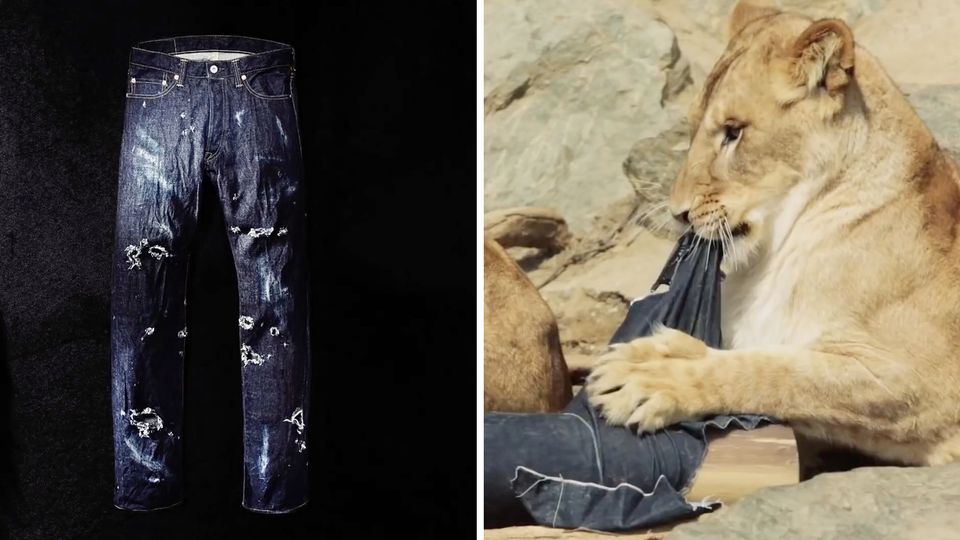 Eine Löwin im "North Safari Sapporo“, einem Erlebnis-Tierpark in Japan, zerreißt Jeans-Material. Eine Löwin im "North Safari Sapporo“, einem Erlebnis-Tierpark in Japan, zerreißt Jeans-Material.