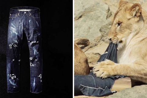 Eine Löwin im "North Safari Sapporo“, einem Erlebnis-Tierpark in Japan, zerreißt Jeans-Material.