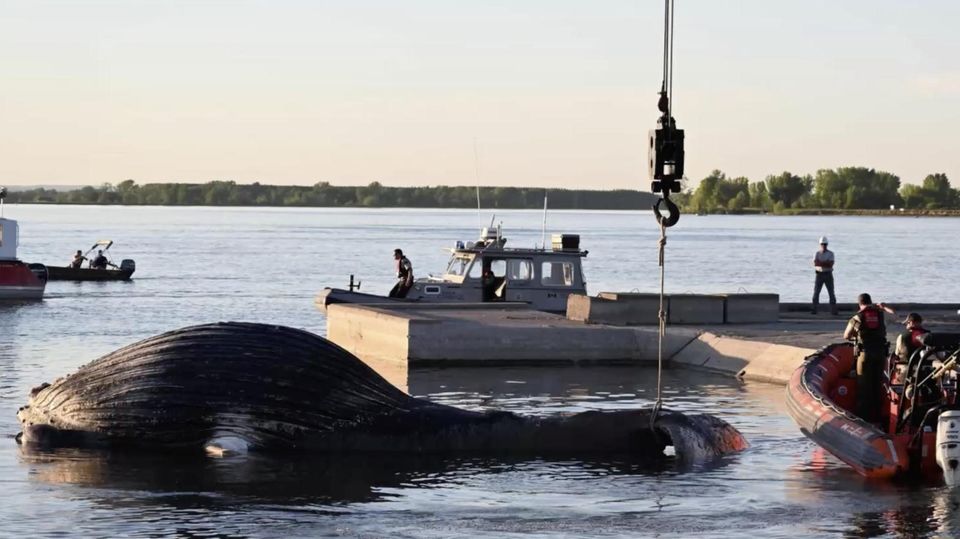 Buckelwal Montreal Ein toter Buckelwal liegt am Ufer des Sankt-Lorenz-Stroms unweit von Montreal.
