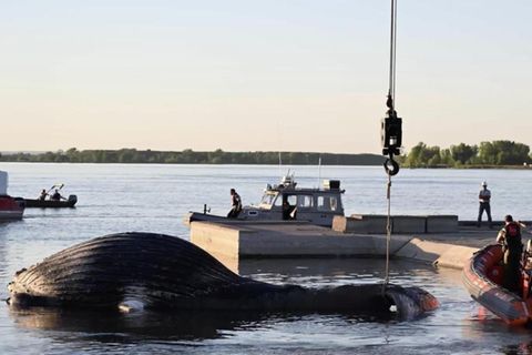 Ein toter Buckelwal liegt am Ufer des Sankt-Lorenz-Stroms unweit von Montreal.