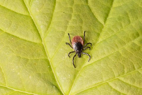 "Schneller schlau": Es ist wieder Zeckenzeit – so gehen Sie am besten mit den Blutsaugern um
