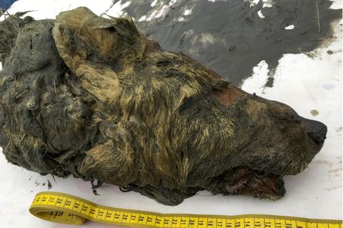 Wolf aus Permafrostboden