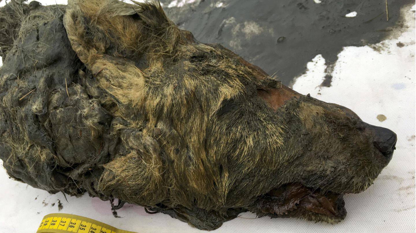 Wolf aus Permafrostboden