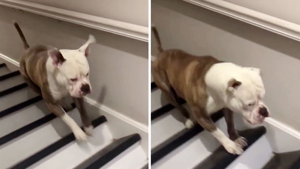 Optische Täuschung: In welche Richtung bewegt sich der Hund? Optische Täuschung: In welche Richtung bewegt sich der Hund?