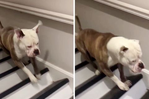 Optische Täuschung: In welche Richtung bewegt sich der Hund?