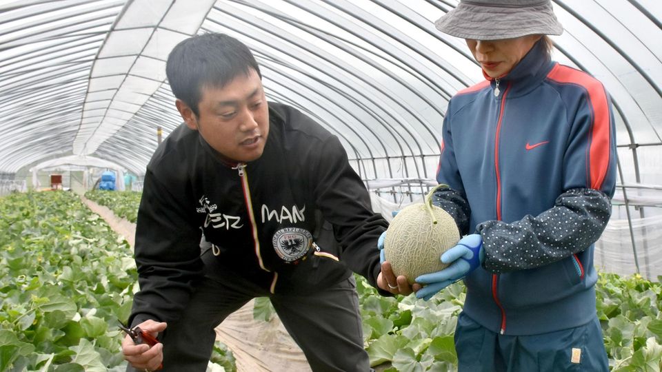 Yubari King Melonen Yubari King Melonen im Gewächshaus