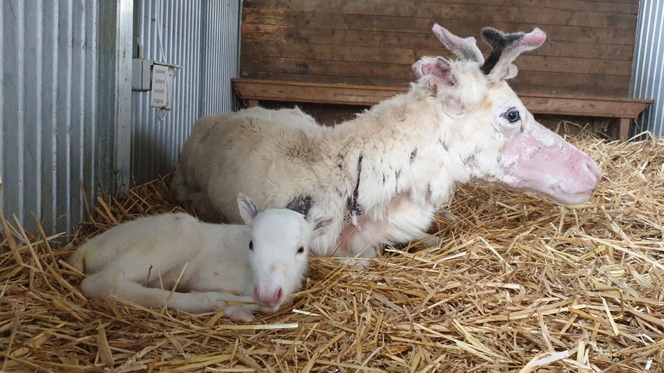 Nachrichten aus Deutschland: Mama und Nachwuchs sind wohlauf: Das weiße Rentierbaby Nala liegt vor seiner Mutter auf Stroh in einem Stall der Rentieralm. Mama und Nachwuchs sind wohlauf: Das weiße Rentierbaby Nala liegt vor seiner Mutter auf Stroh in einem Stall der Rentieralm.