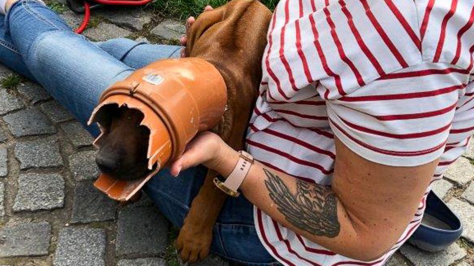 Nachrichten Deutschland Bochum Nachrichten aus Deutschland: Ein Hund in Bochum steckt in einem Rohr fest