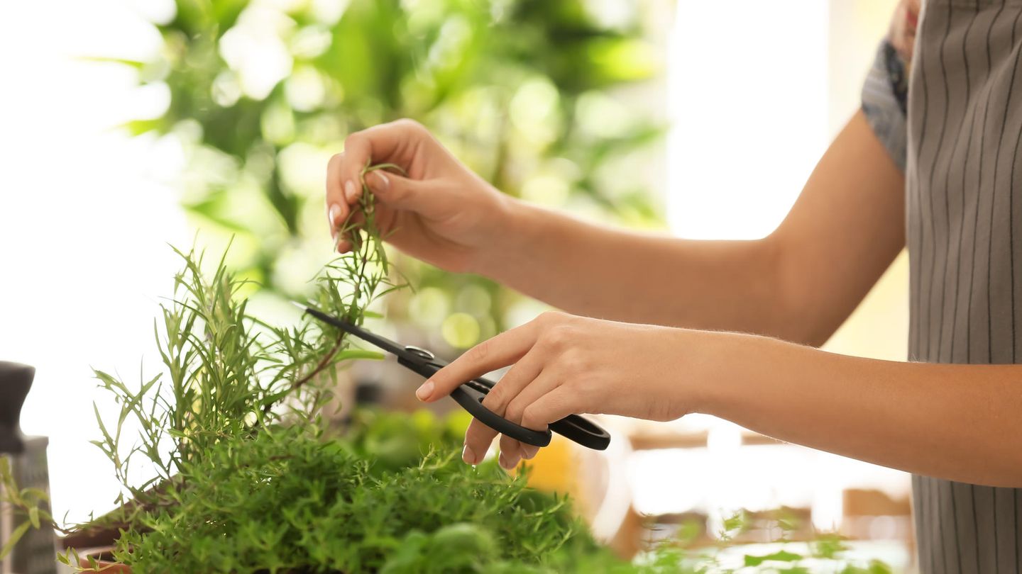 Mithilfe eines Smart-Garden können Sie Kräuter, Gemüse und Obst das ganze Jahr zuhause anbauen