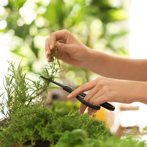 Mithilfe eines Smart-Garden können Sie Kräuter, Gemüse und Obst das ganze Jahr zuhause anbauen