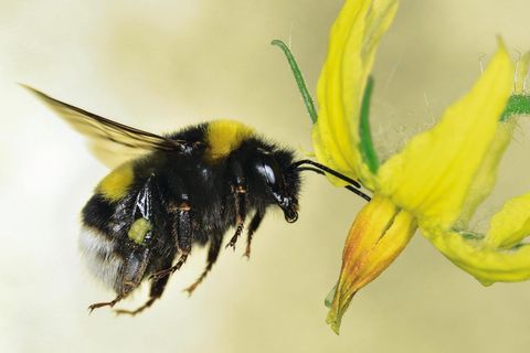 Hummel