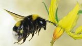 Hummel
