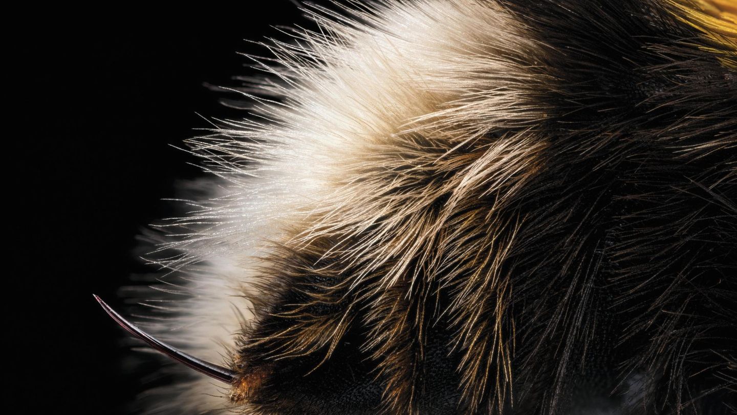 Stachel einer Hummel