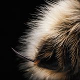 Stachel einer Hummel