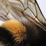 Flügel der Hummel