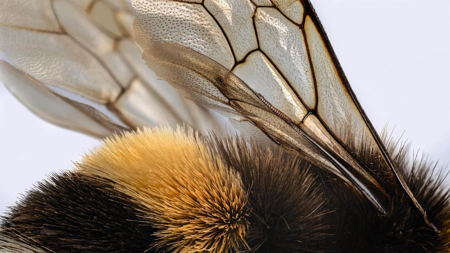 Flügel der Hummel