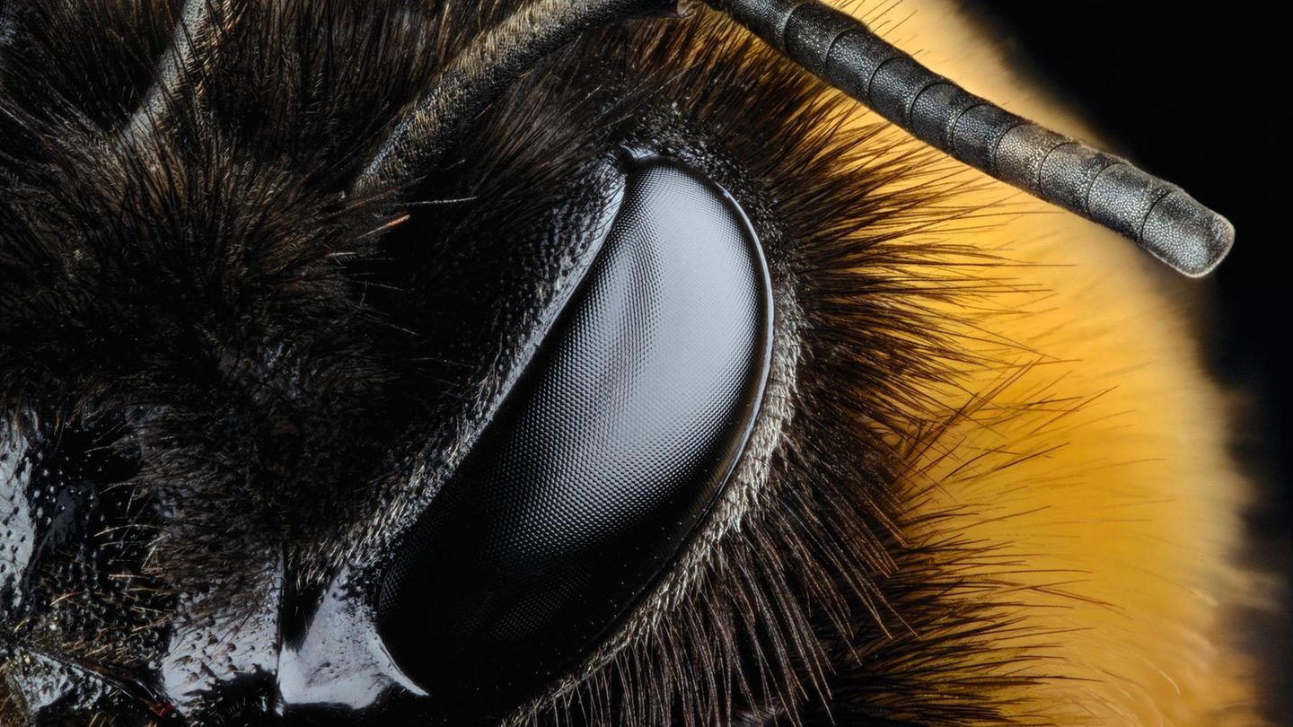 Erdhummel