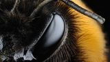 Erdhummel