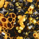 Waben eines Hummelnests