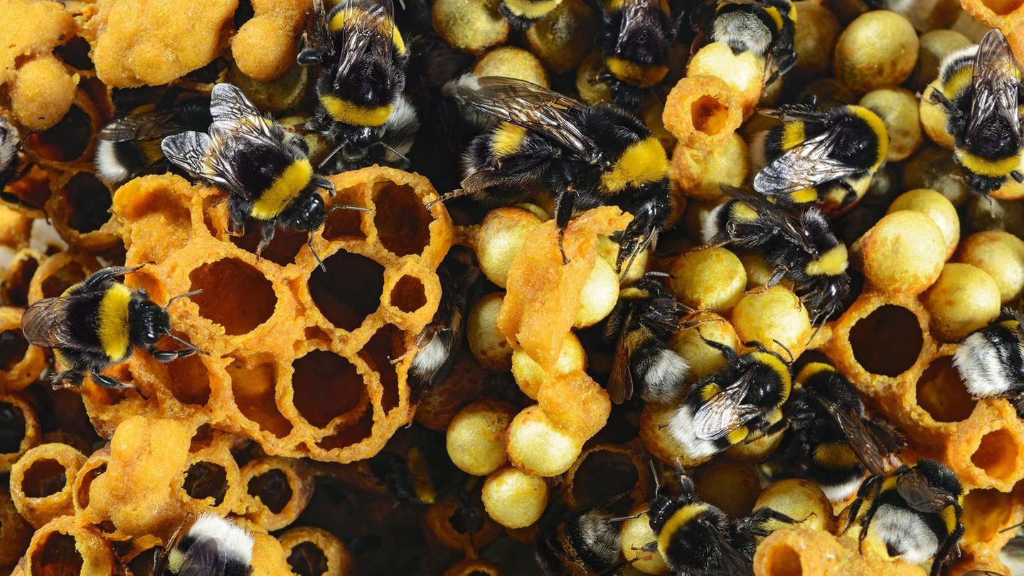 Waben eines Hummelnests