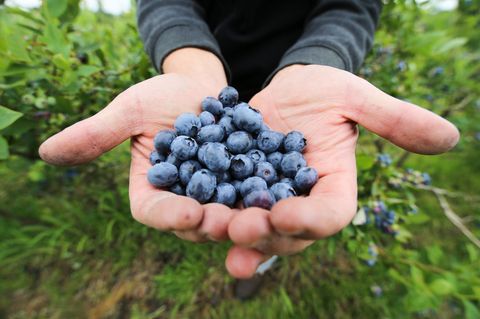 Frisch geerntete Heidelbeeren
