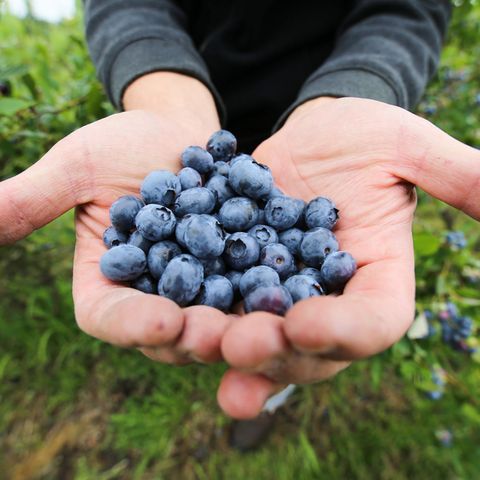 Frisch geerntete Heidelbeeren