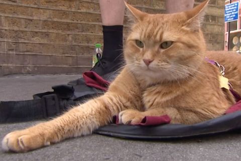 Trauer um weltberühmten Kater: Bob, der Streuner ist tot