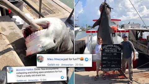 USA: 13-Jähriger fängt 400 Kilo schweren Hai – "Nur zum Spaß?"