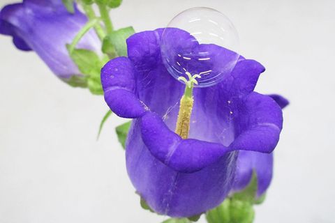 Seifenblase auf Blüte