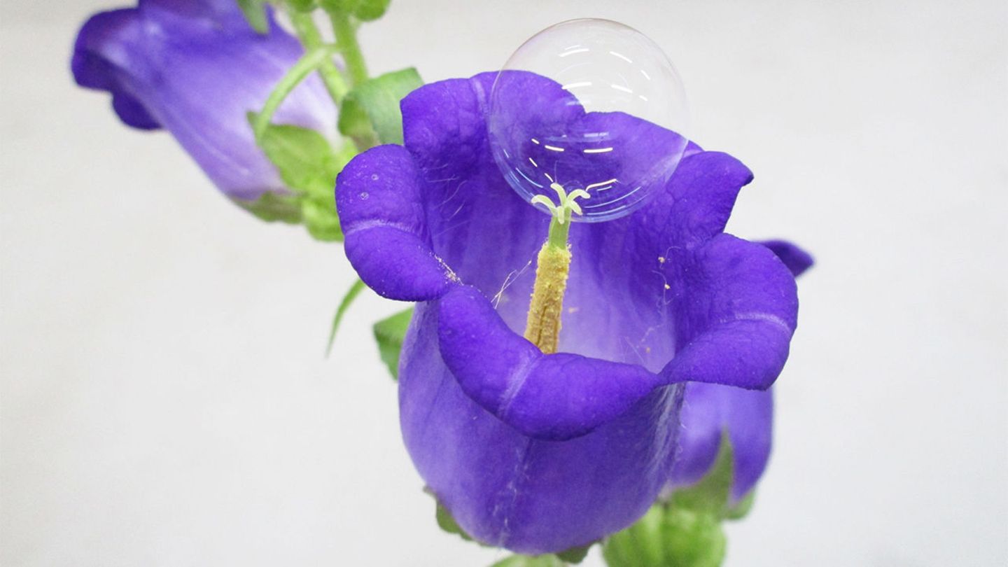 Seifenblase auf Blüte