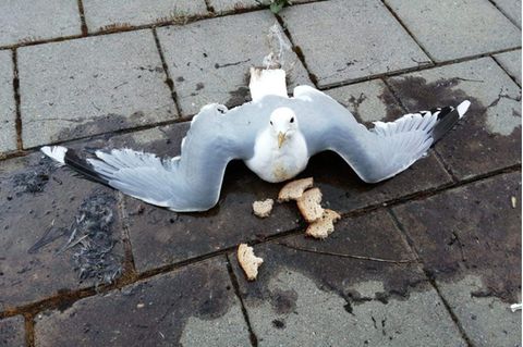 Eine Möwe klebt am Boden