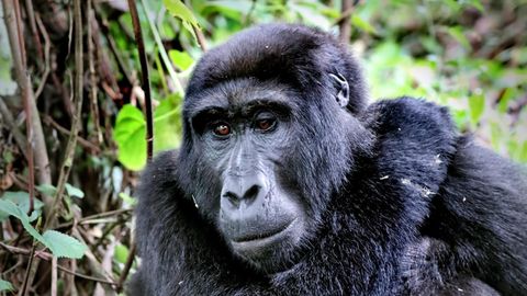 Berggorilla im Bwindi Impenetrable National Park in Uganda