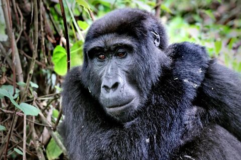 Berggorilla im Bwindi Impenetrable National Park in Uganda
