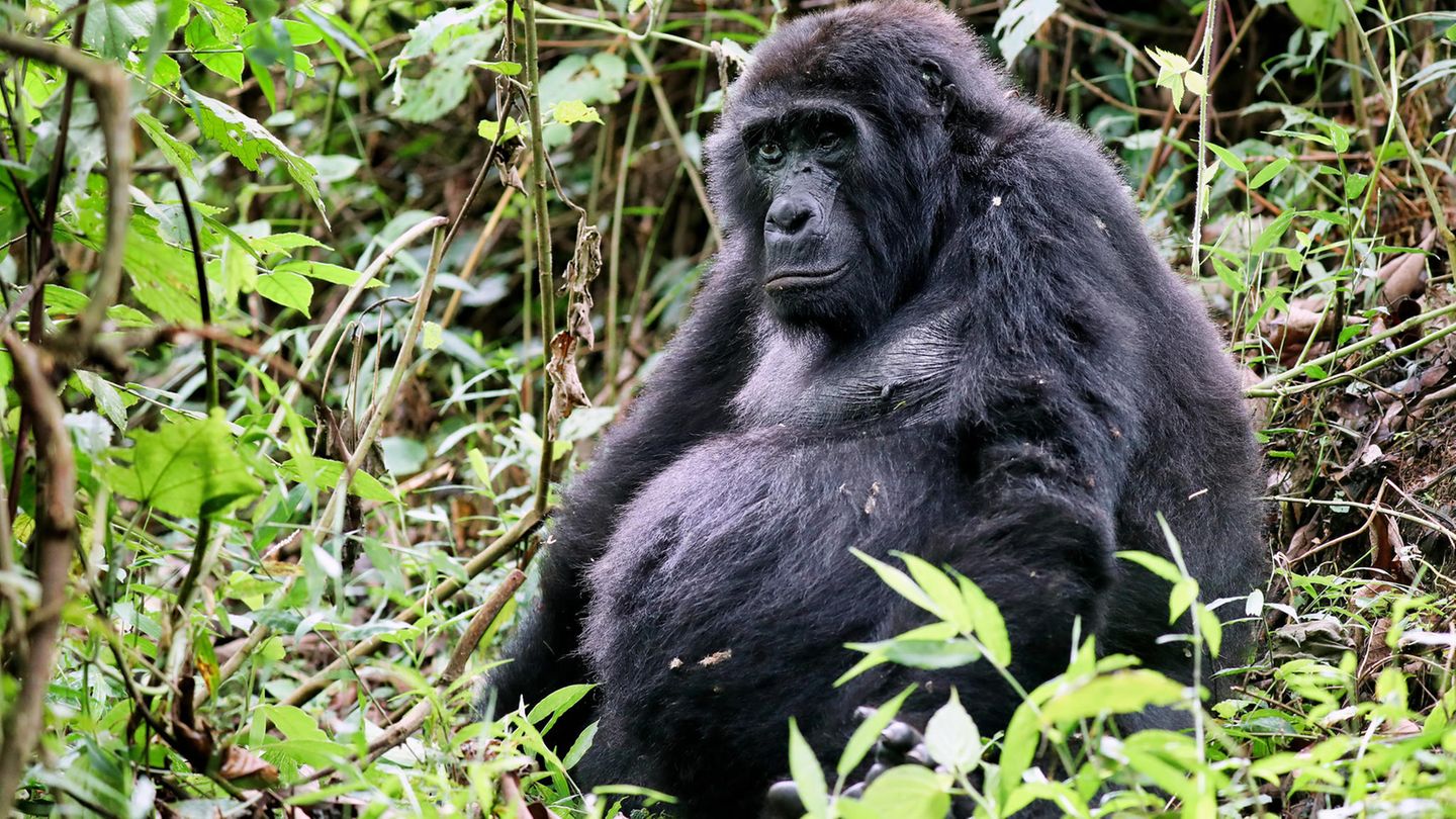 Berggorilla im Bwindi Impenetrable National Park in Uganda