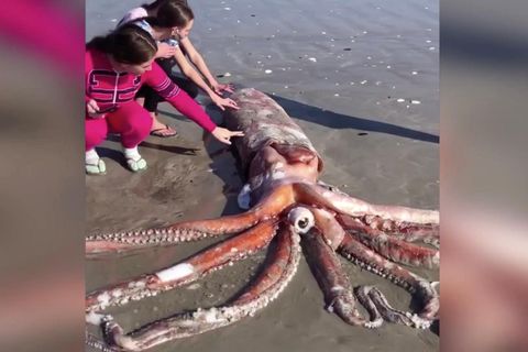 Spaziergänger finden toten Riesenkalmar an Strand in Südafrika
