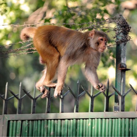 Keine Hoffnung für Kalua: Frei laufende Affen gehören in Indien zum Stadtbild (Symbolbild)