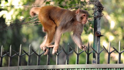 Keine Hoffnung für Kalua: Frei laufende Affen gehören in Indien zum Stadtbild (Symbolbild)