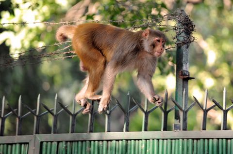 Keine Hoffnung für Kalua: Frei laufende Affen gehören in Indien zum Stadtbild (Symbolbild)