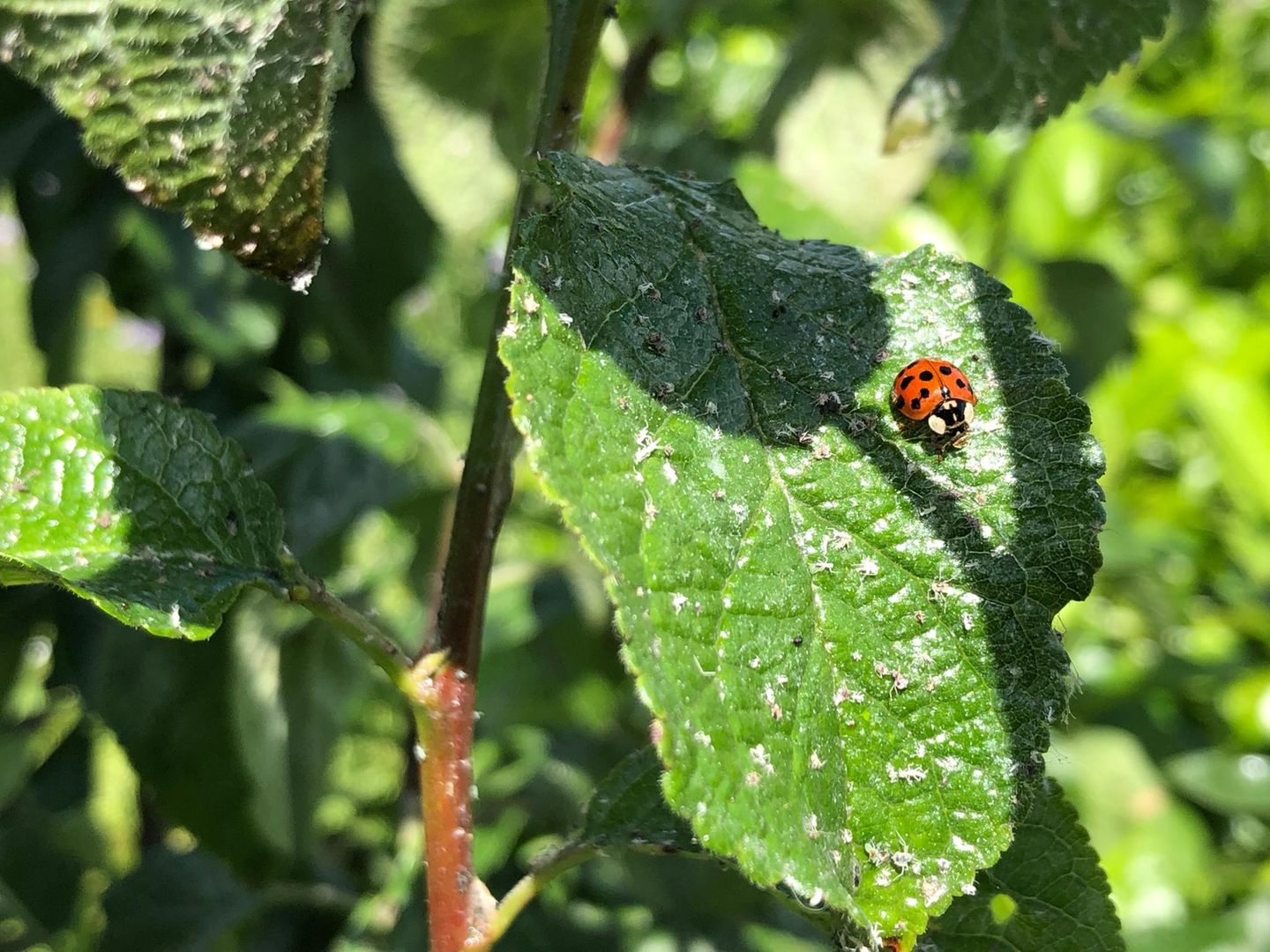 elefantenfuß 2m kaufen Elefantenfuß - Beaucarnea recurvata