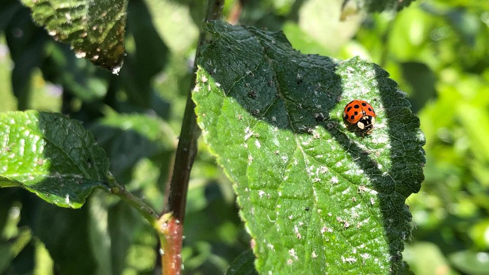 Blattläuse bekämpfen: Marienkäfer auf einer von Blattläusen befallenen Reneklode