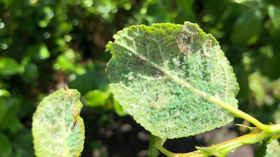 Blattläuse bekämpfen: Ein von Schädlingen befallenes Blatt einer Reneklode