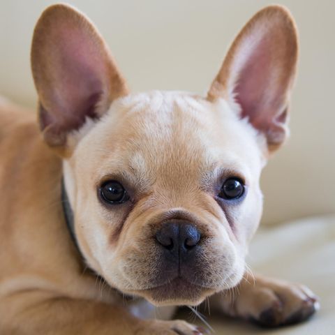 Französische Bulldogge