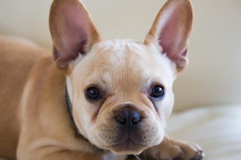 Französische Bulldogge