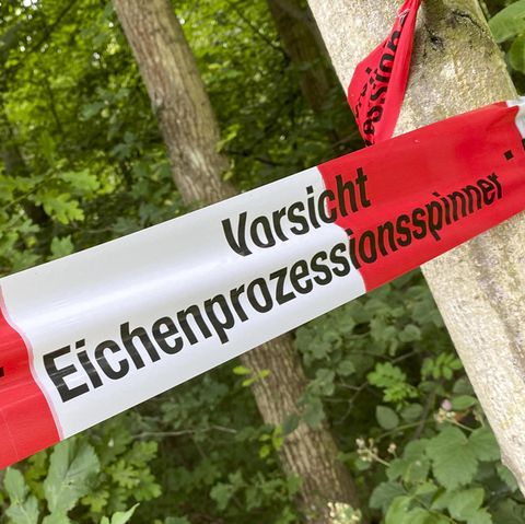 Von Mai bis August werden vielerorts Parks und Wälder wegen der EPS-Raupen gesperrt.