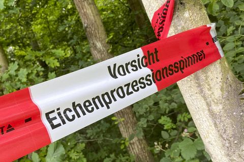 Von Mai bis August werden vielerorts Parks und Wälder wegen der EPS-Raupen gesperrt.